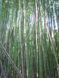 Bamboo on Laurel Bluff Trail