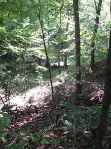 View of forest from Laurel Bluff Trail