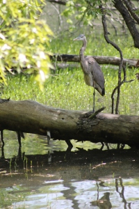 Blue herons are a common sight at Salem Lake.